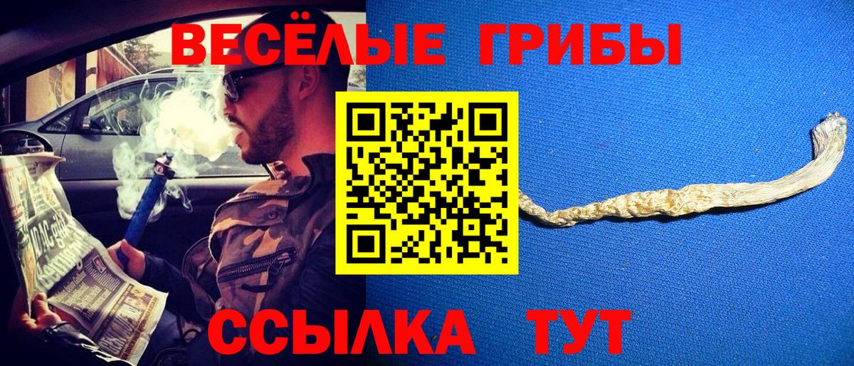 Псилоцибиновые грибы Psilocybe Анжеро-Судженск